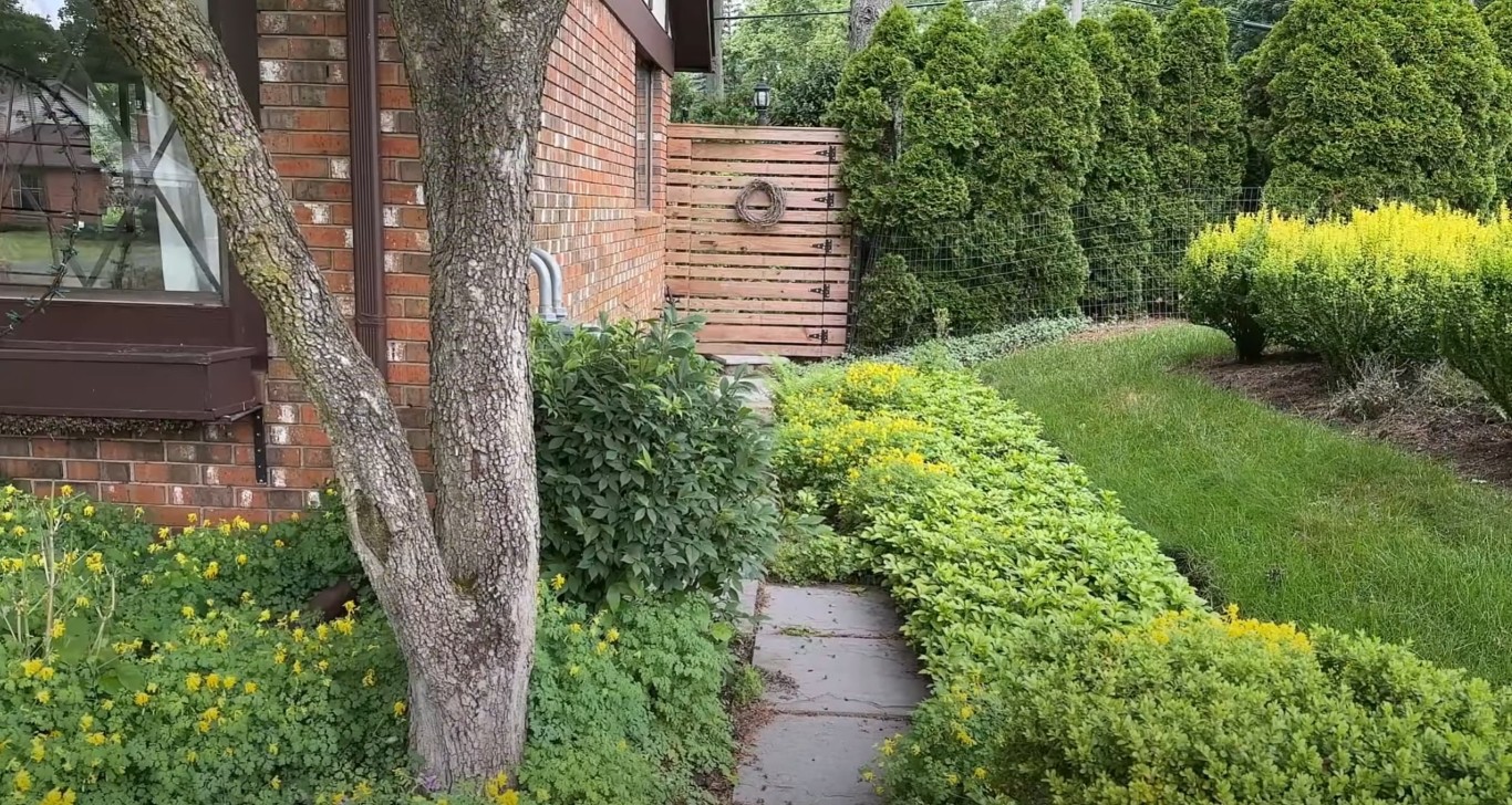 Native plants and shrubs thriving in side yard landscape